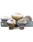 Agate Druzy Mushrooms - 5 pcs (#226648)