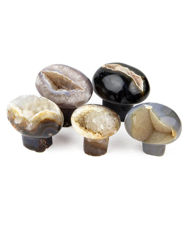 Agate Druzy Mushrooms - 5 pcs (#226649)