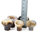 Agate Druzy Mushrooms - 5 pcs (#226649)