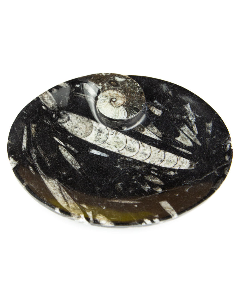 Ammonite Fossil Dish (Oval)