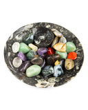Ammonite Fossil Dish (Round)