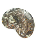 Ammonite Fossil Dish (Sprial)