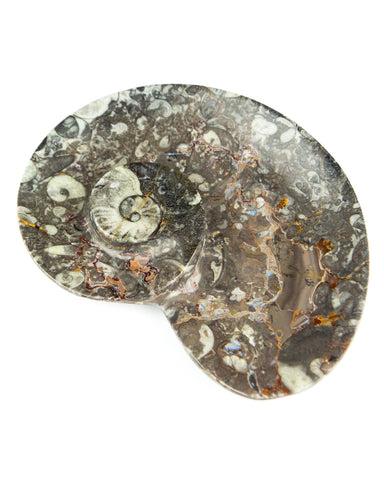 Ammonite Fossil Dish (Sprial)