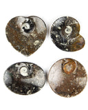 Ammonite Fossil Dish (Small)