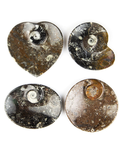 Ammonite Fossil Dish (Small)