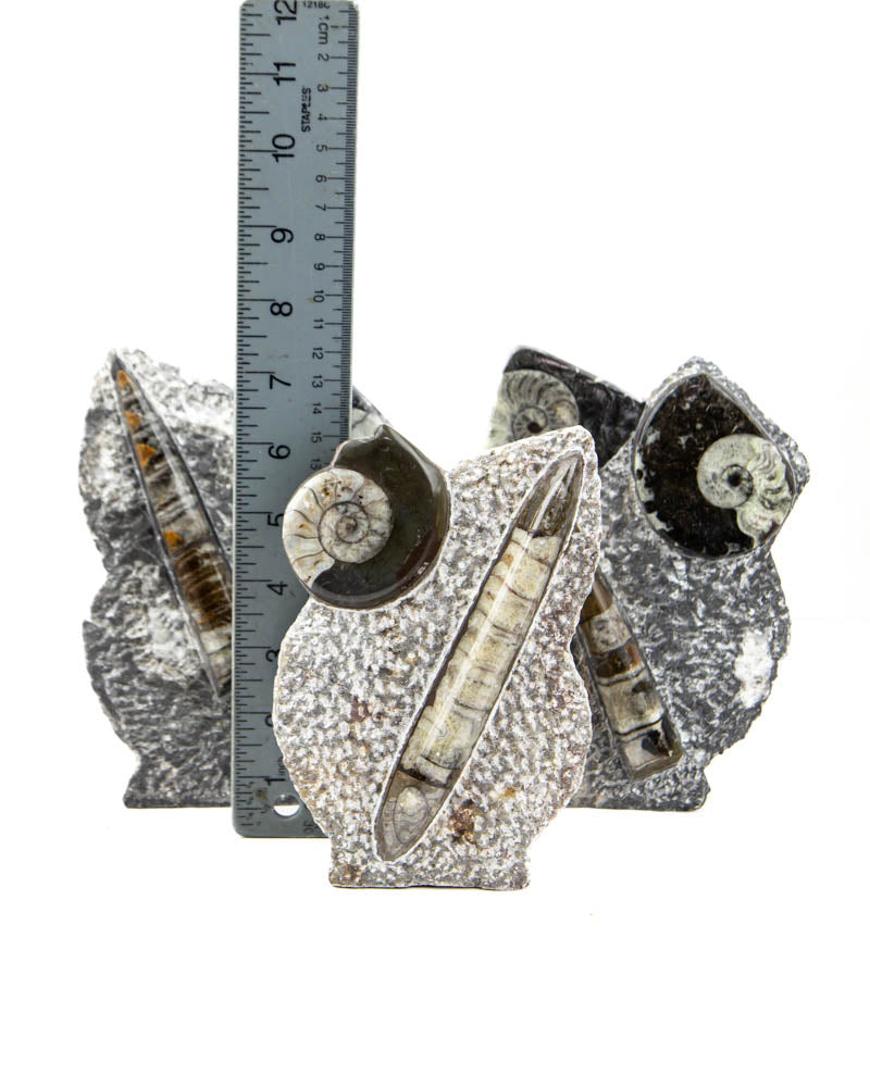 Ammonite Sculptures - 3 pcs (#226340)
