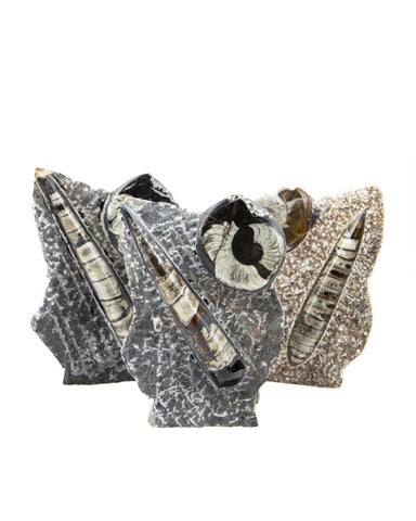 Ammonite Sculptures - 3 pcs (#226341)