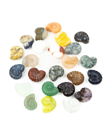 Assorted Ammonite Carving