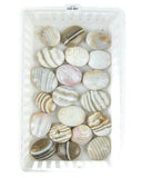 Mini Banded Agate Palm Stones  - 20 pcs (#226001)