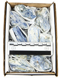 Blue Kyanite Flat (Small)