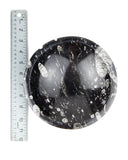 Orthoceras Fossil Bowl - 8 inch