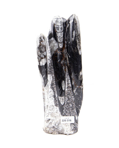 Orthoceras Sculpture - 3.43 lb (#226316)
