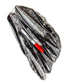 Large Orthoceras on Rock