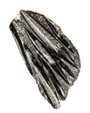Large Orthoceras on Rock