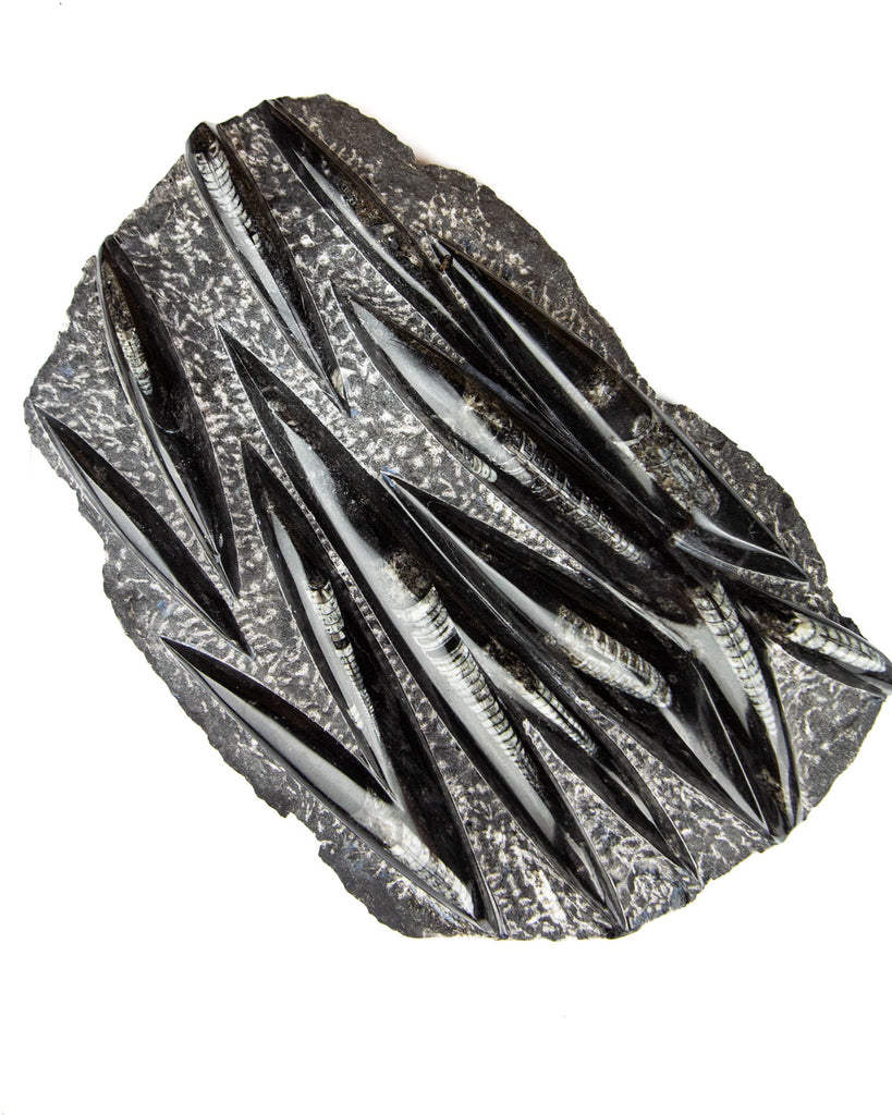 Large Orthoceras on Rock