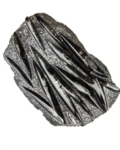 Large Orthoceras on Rock