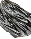 Large Orthoceras on Rock