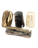 Petrified Wood Free Forms - 4 pcs (#226018)