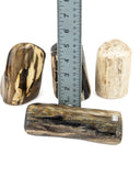 Petrified Wood Free Forms - 4 pcs (#226018)