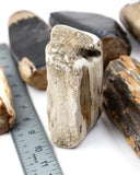 Petrified Wood Semi-Polished  - 7 pcs (#226287)