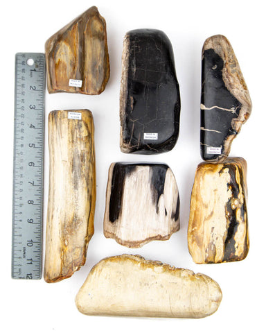 Petrified Wood Semi-Polished  - 7 pcs (#226288)
