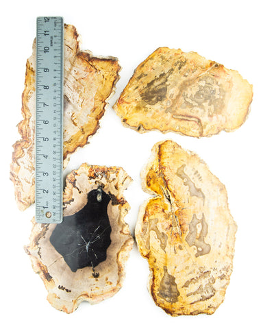 Petrified Wood Slices - 4 pcs (#226693)