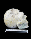 Quartz Cluster Skull - 2.85 lb (#225695)