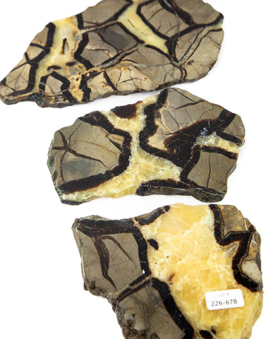 Septarian Slices - 3 pcs (#226678)