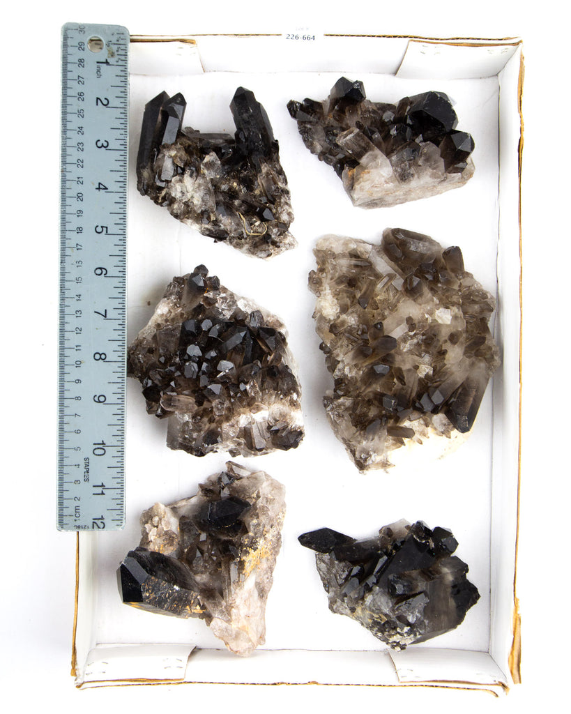 Smoky Quartz Clusters - 6 pcs (#226664)