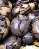Septarian Palm Stones (2nd Quality)